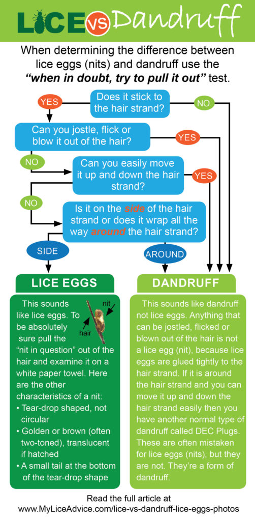 an infographic with lice-specific questions to determine whether you have lice or dandruff