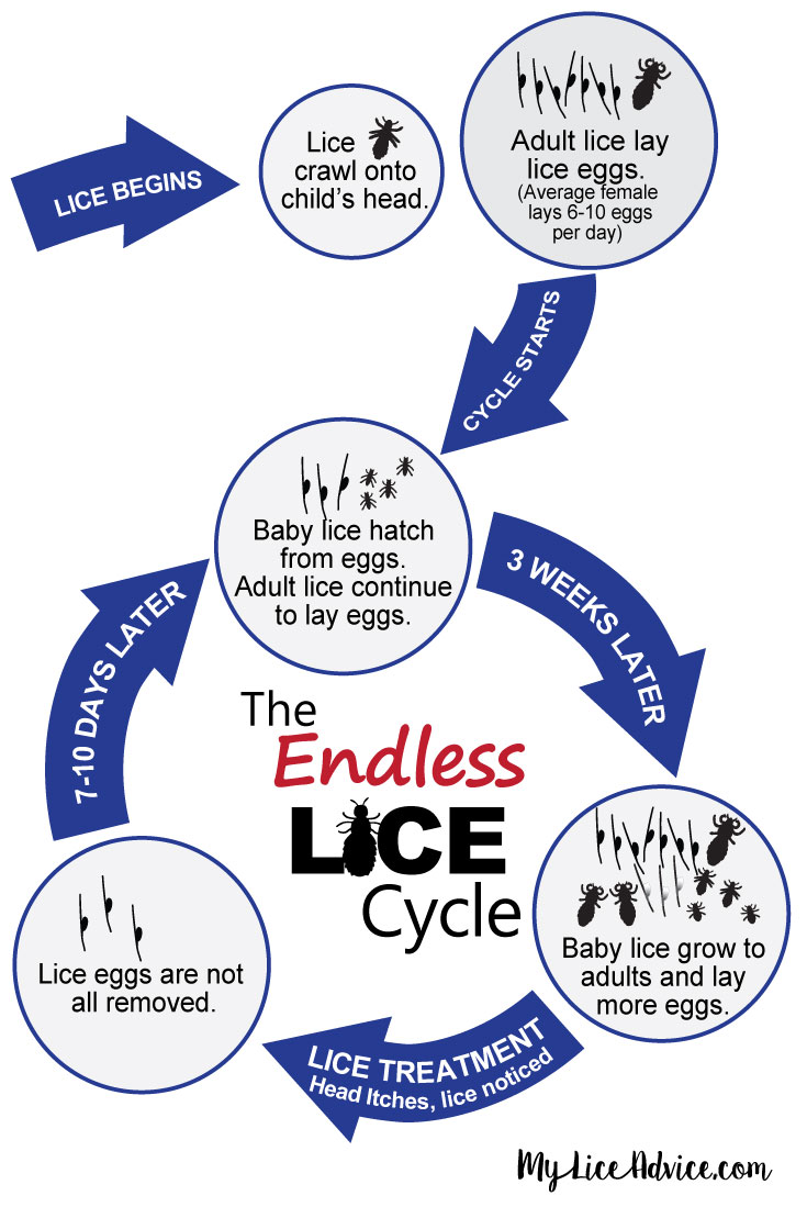 Lice life cycle, why people can't get rid of lice infographic