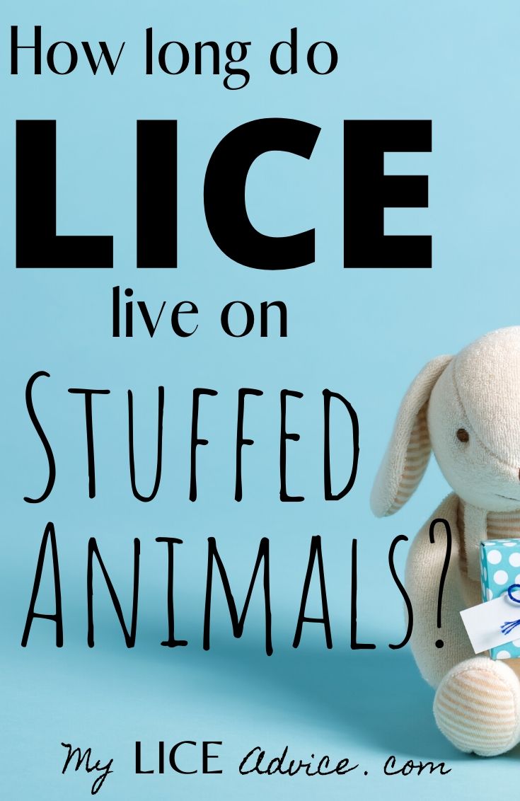 A white stuffed rabbit is holding a blue with white polka dot present. The background is a baby blue color with the words "How Long do Lice Live on Stuffed Animals?"