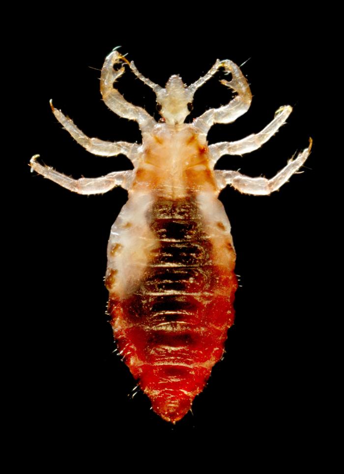 lice that has just fed and has a red abdomen