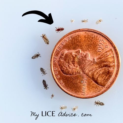 12 lice bugs of varying sizes and colors. Arrow pointing to a red lice bug