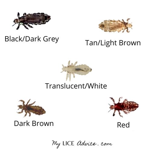 multiple lice bugs of varying colors. A black lice bugs, a tan lice bug, a white lice bug, a dark brown lice bug, and a red lice bug