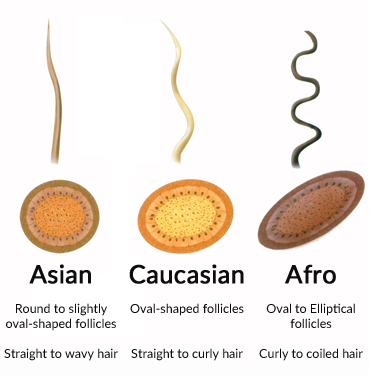 difference between Asian, Caucasian, and Afro hair