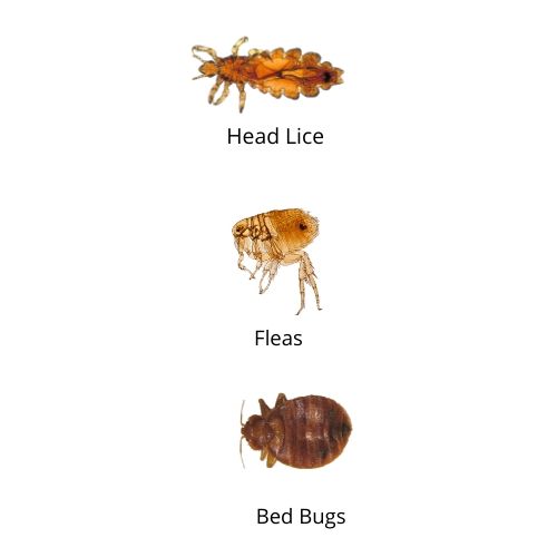 bed bugs in hair