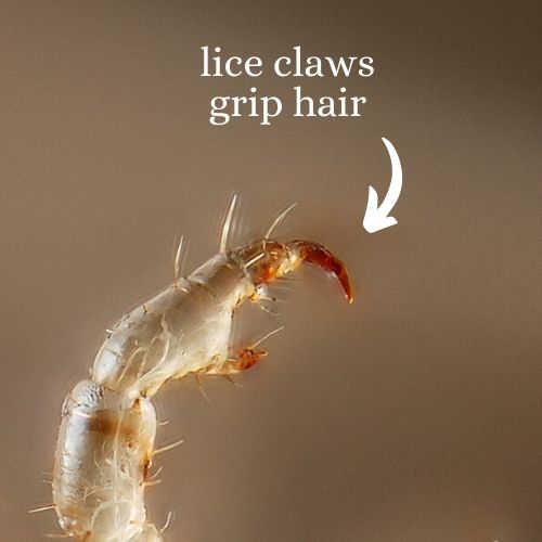 lice super strain