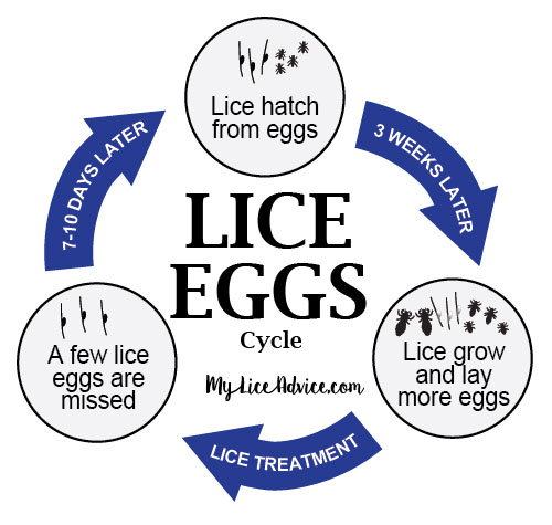 Super lice is a mutant strain of head lice spreading throughout the world, particularly in the US and Canada. Discover what they are and how to kill them…