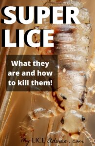 super lice bug in hair