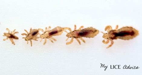 5 brown lice bugs of varying sizes