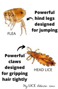 How Lice Spread. Do Lice Jump? Do Lice Fly or Have Wings?