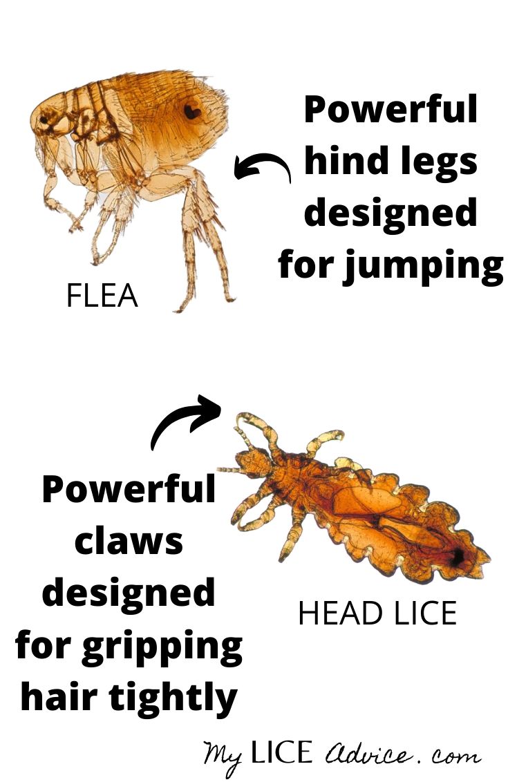 comparison picture of flea bug vs lice bug showing the difference between legs that jump and legs that crawl.