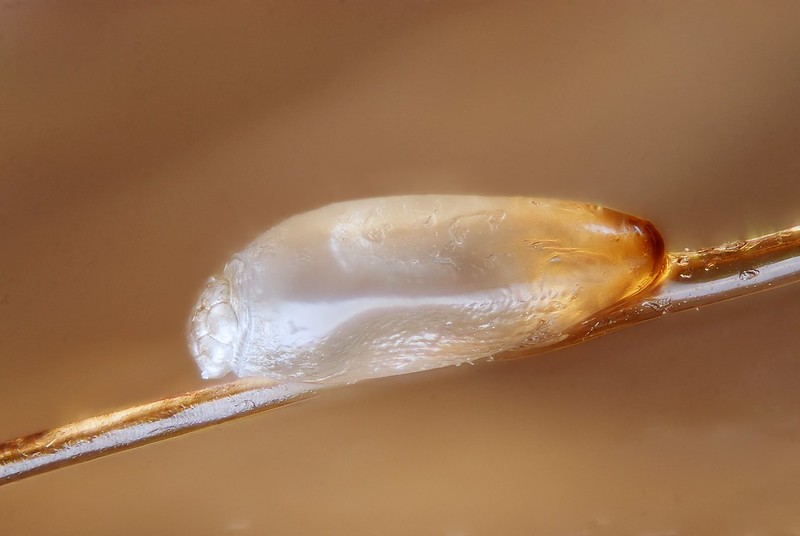 An up close image of a hatched lice egg (nit) attached to the side of a blond hairstrand. The lice egg (nit) appears to be white/transparent in color.