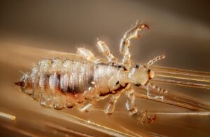 Up close image of a super lice bug. Lice have six legs attached to their abdomen. The lice appears golden brown/translucent in color. Its dark stomach can be seen through its shell. The lice is attached to a blonde hairstrand.