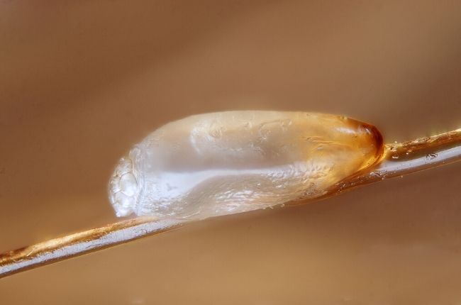 translucent lice egg/nit on a single hair strand