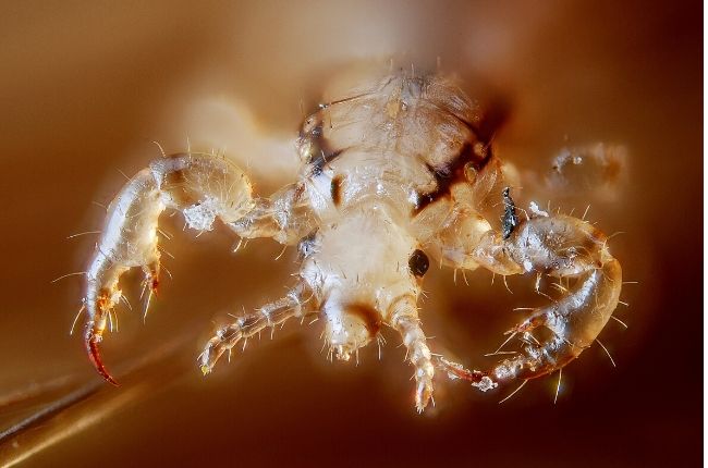 lice bug face with claws