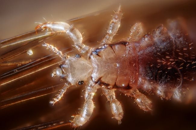 lice bug in hair, dark body