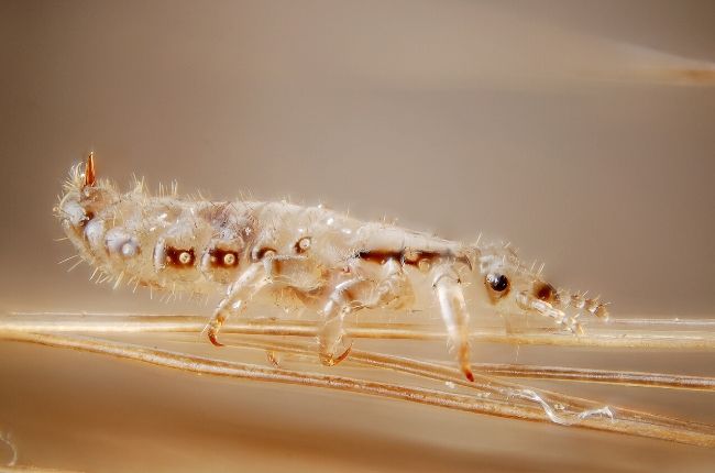 super lice bug crawling in hair