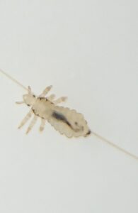 translucent lice bug crawling on a strand of hair