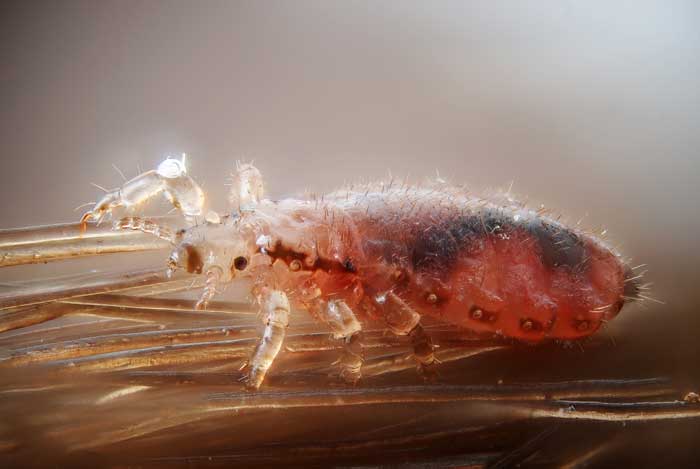 lice bug that has just fed and is tinged red