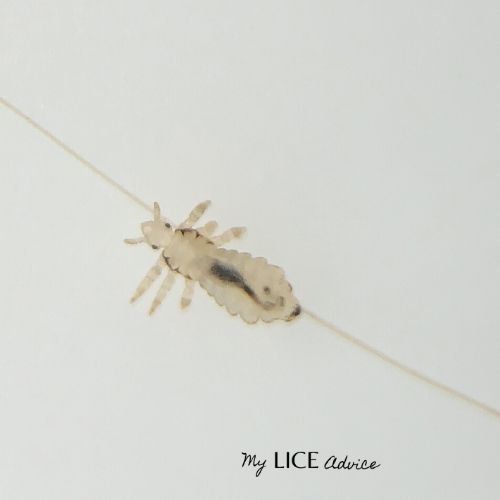 A translucent looking head lice bug on a blond hair strand