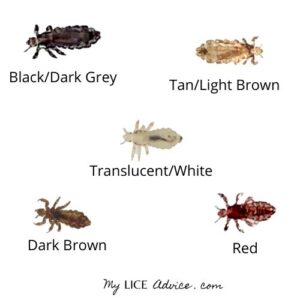 Colors of lice