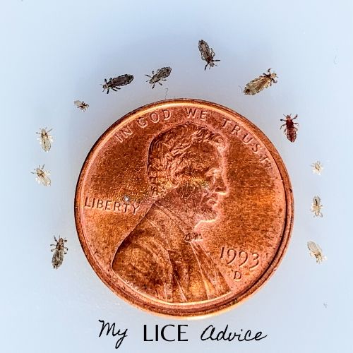 Lice around penny