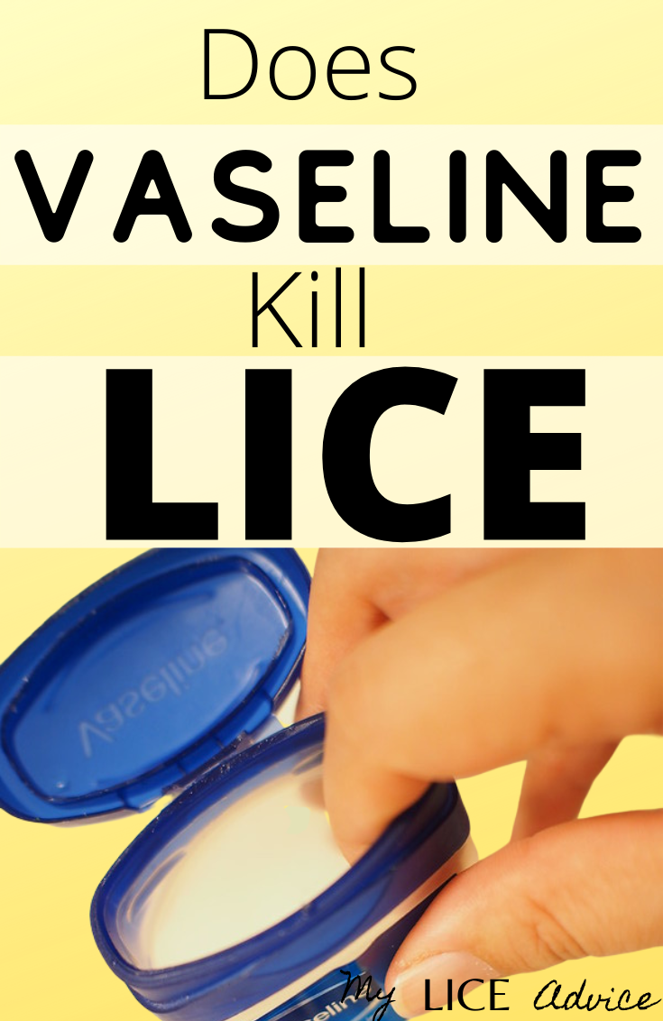 If you’ve tried other lice treatments with no success, you may be tempted to try Vaseline. Does Vaseline kill head lice?
