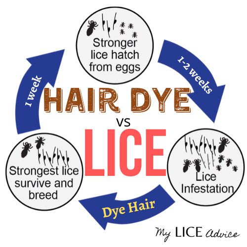 Does Hair Dye Kill Lice or Nits? Will Dyeing Your Hair ...