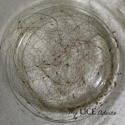 a clear jar full of live lice bugs do be used for an experiment