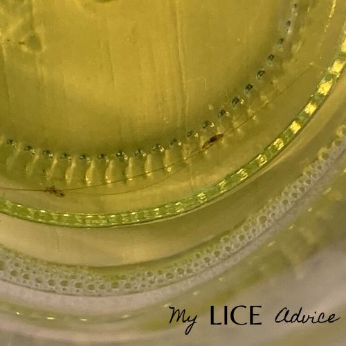 a jar full of lysol and lice inside the jar testing if Lysol will kill lice