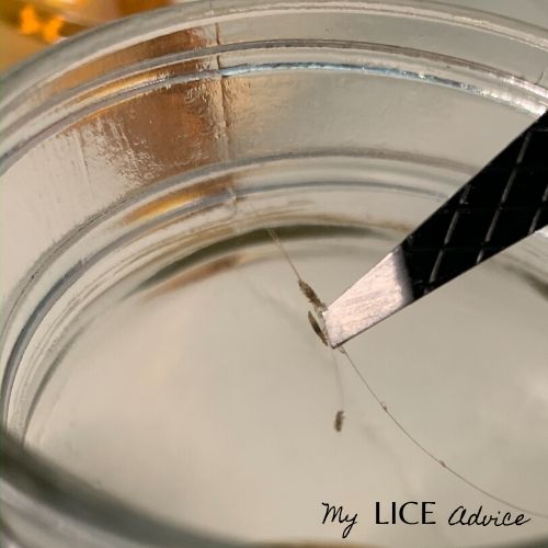 3 lice bugs being dropped into a mason jar to experiment with lice and chlorox bleach