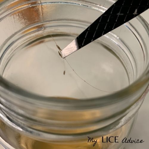 lice near the jar