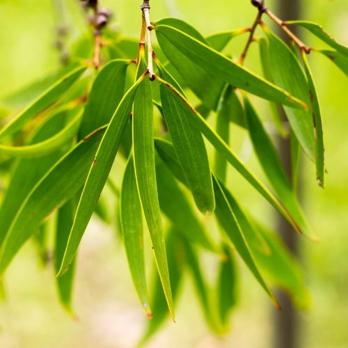 tea tree leaves