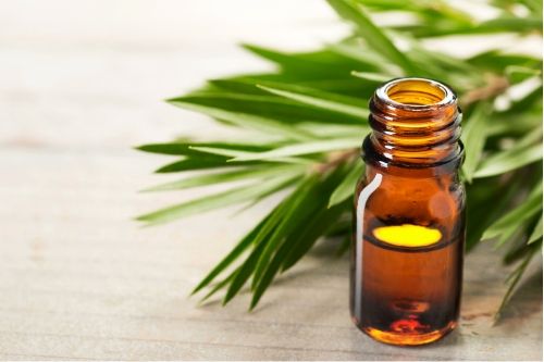 open bottle of tea tree oil and a tea tree oil plant, presumably to be used on head lice