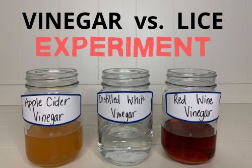 3 bottles of vinegar testing the effectiveness of vinegar on loosening nits