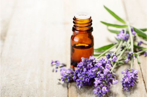 lavender oil and lavender plant presumably to be used as a lice repellent for lice