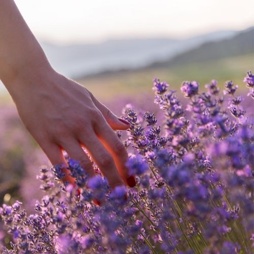 hand making their way through a lavender field.