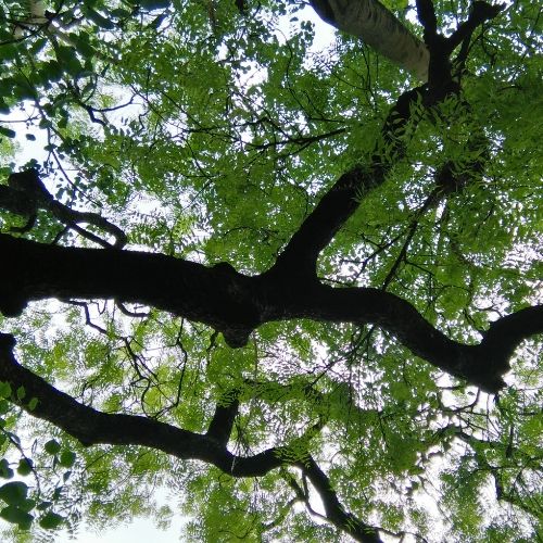 neem tree, demonstrating where neem for lice treatment comes from