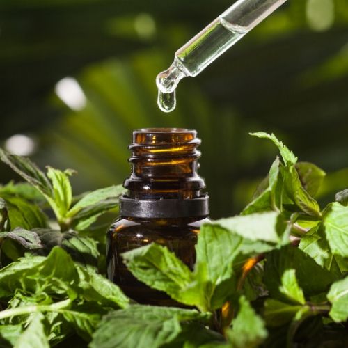 peppermint essential oil dropper surrounded by peppermint leaves, presumably to be used to kill head lice