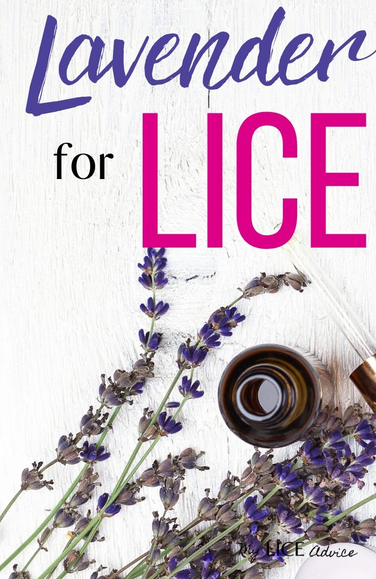 lavender for lice thumbnail. Lavender oil and fresh lavender presumably going to be used for lice.