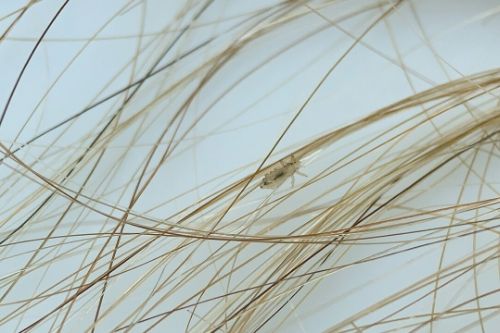 A lice bug in blond hair