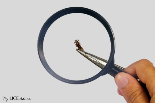 brown lice bug under a magnifying glass