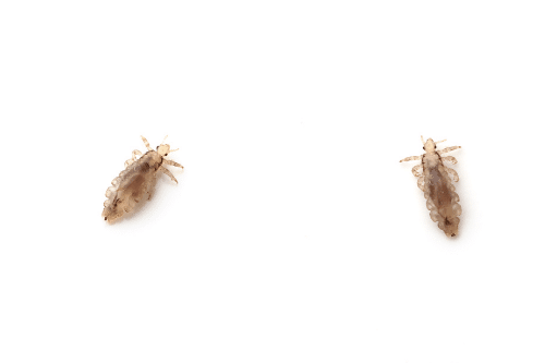 two lice bugs