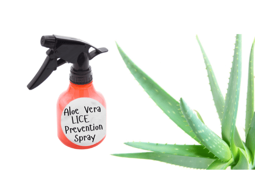 spray bottle labeled Aloe Vera Lice Prevention Spray and an aloe plant