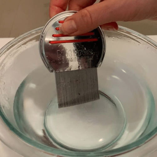 cleaning lice comb in a bowl of water