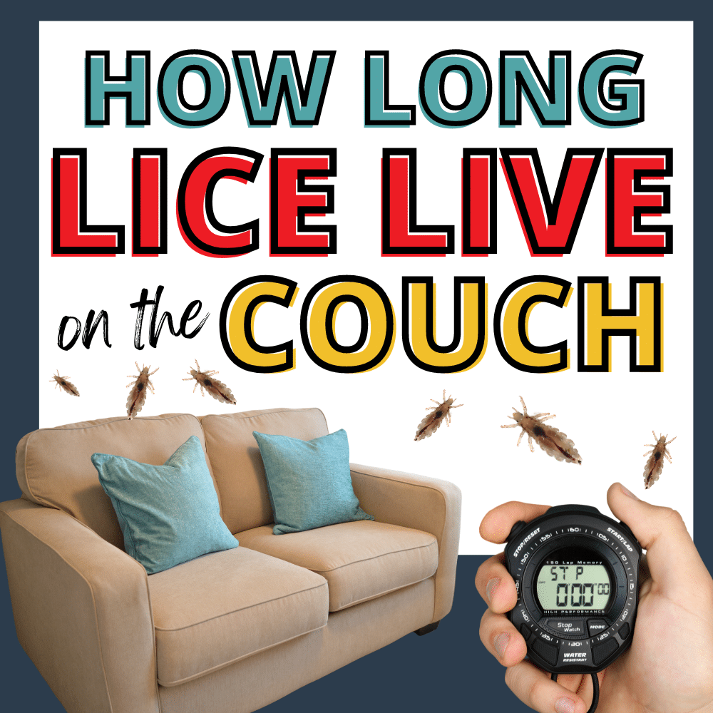 how long lice live on the couch featured image