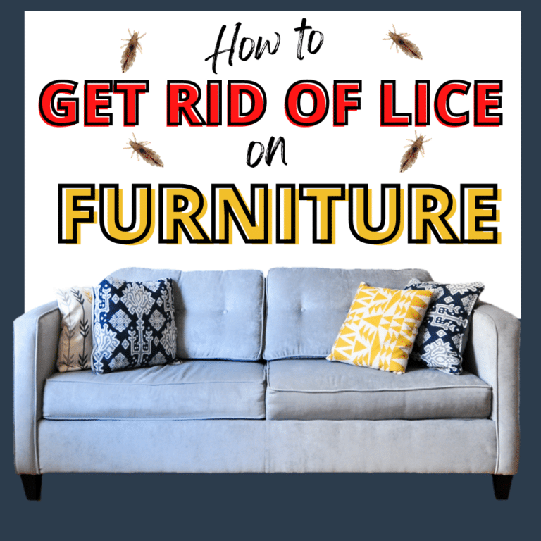 7 Proven Ways To Treat Your Furniture To Get Rid of Head Lice