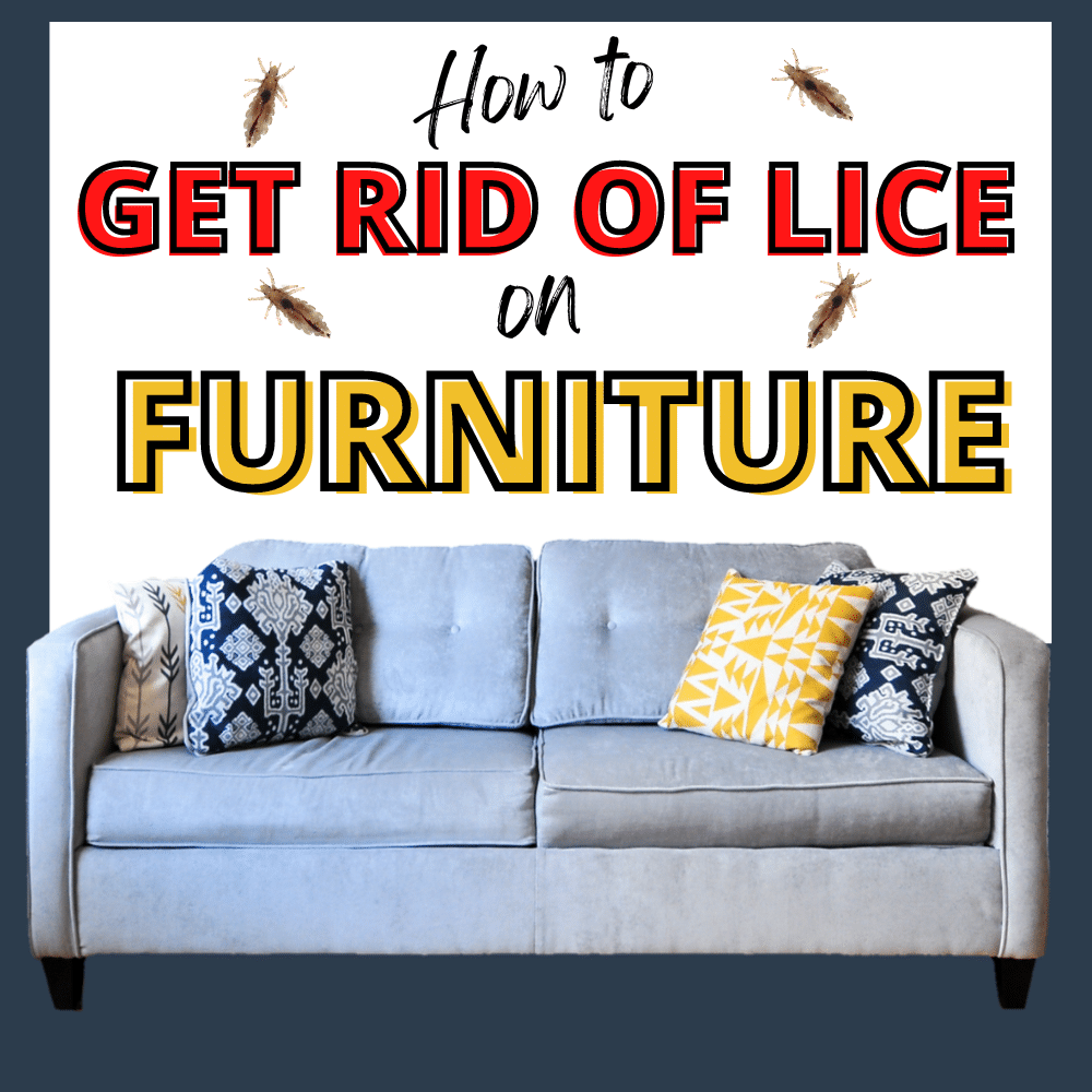 furniture with lice on it