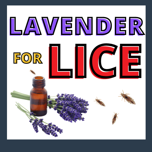 lavender oil and lavender plant surrounded by head lice