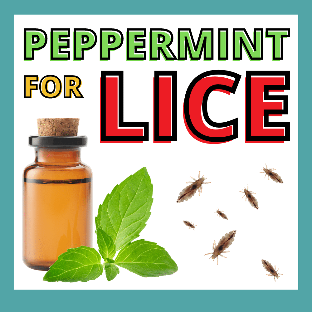 peppermint oil and peppermint plant surrounded by several lice bugs