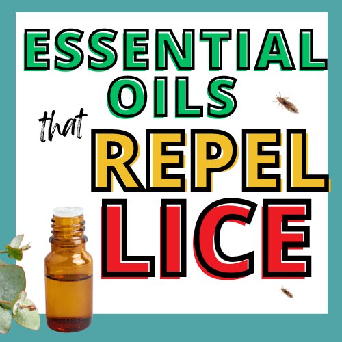 essential oils open bottle and head lice, presumably essential oils repel lice